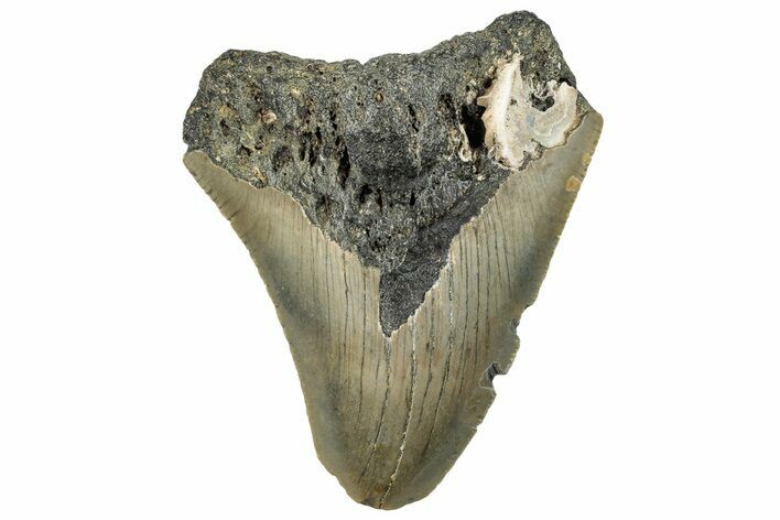 Bargain, Fossil Megalodon Tooth - Serrated Blade #295438